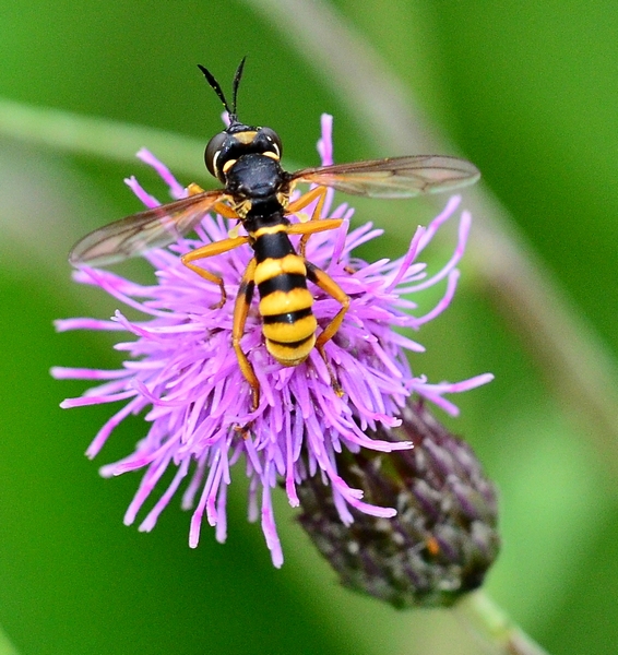 Conopidae: Conops ceriaeformis